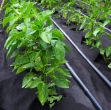 Picture of Weed Control Woven Fabric  100gm - 1m X 15m