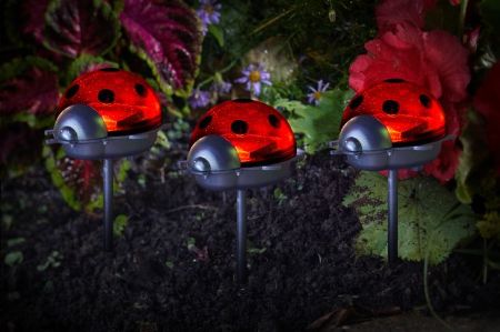 Picture of Ladybirds Triple Pack