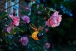 Picture of Bug Light Bee
