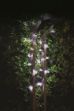 Picture of 50 Super Bright Orbs 15l