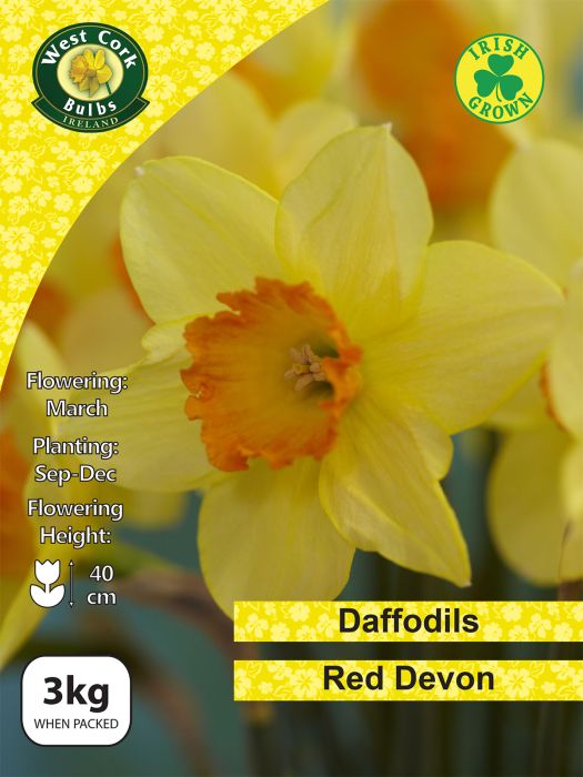 Picture of 3kg Red Devon Daffodils