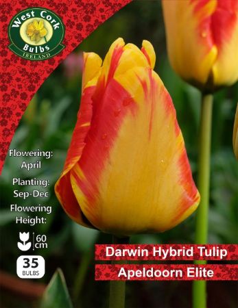 Picture of Darwin Hybrid Tulip Apeldoorn "Elite" 35 Bulbs 11-12
