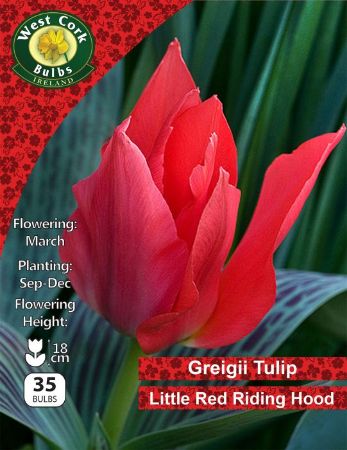 Picture of Greigii Tulip "Little Red Riding Hood" 35 Bulbs