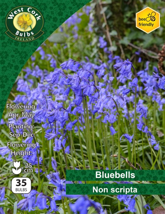 Picture of Bluebells Non Scripta 35 Bulbs 6-7