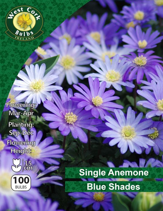 Picture of Single Anemone Blanda Blue Shades 100