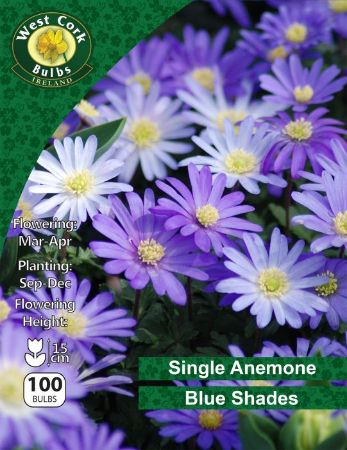 Picture of Single Anemone Blanda Blue Shades 100