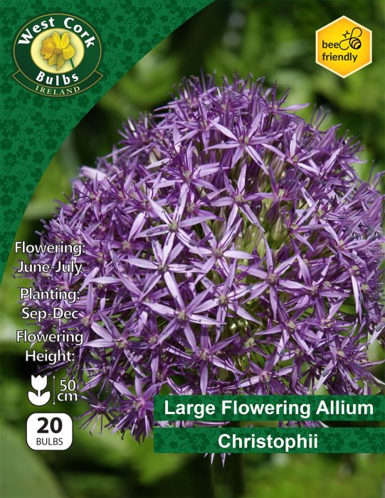 Picture of Large Allium Christophii 20 Bulbs 10-12
