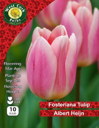 Picture of Fosteriana Tulip Albert Heijn 10 Bulbs 11-12