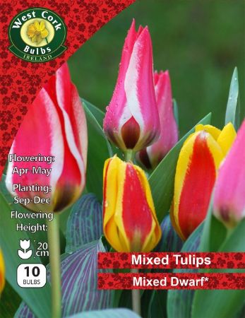 Picture of Mixed Dwarf Tulips 10 Bulbs