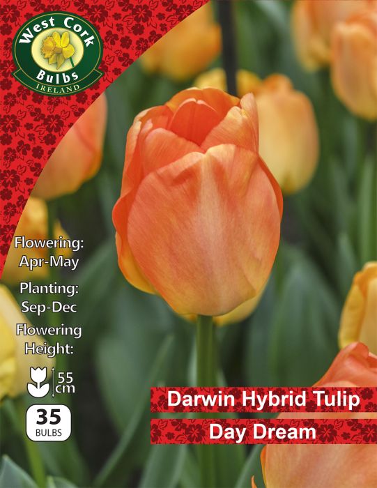 Picture of Darwin Hybrid Tulip "Daydream" 35 Bulbs 11-12