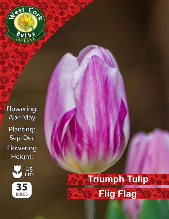 Picture of Triumph Tulip "Flig Flag" 35 Bulbs 11-12