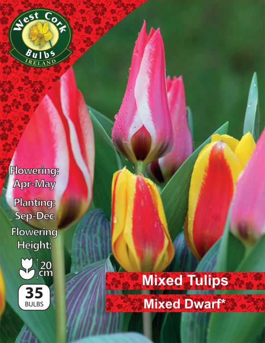 Picture of Mixed Dwarf Tulips 35 Bulbs