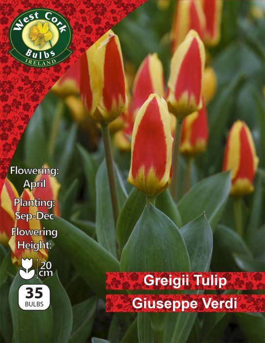 Picture of Greijii Tulip "Giuseppe Verdi" 35 Bulbs 11-12