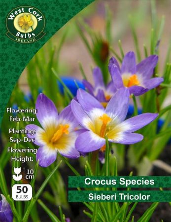 Picture of Crocus "Sieberi Tricolor" 50 Bulbs 5-7