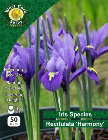 Picture of Iris Reticulata "Harmony" 50 Bulbs 6-7 Irh050