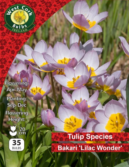 Picture of Wild Tulip Species Bakari "Lilac Wonder" 35 Bulb