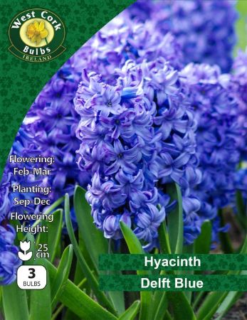 Picture of Hyacinths "Delft Blue" 3 Bulbs 15-16