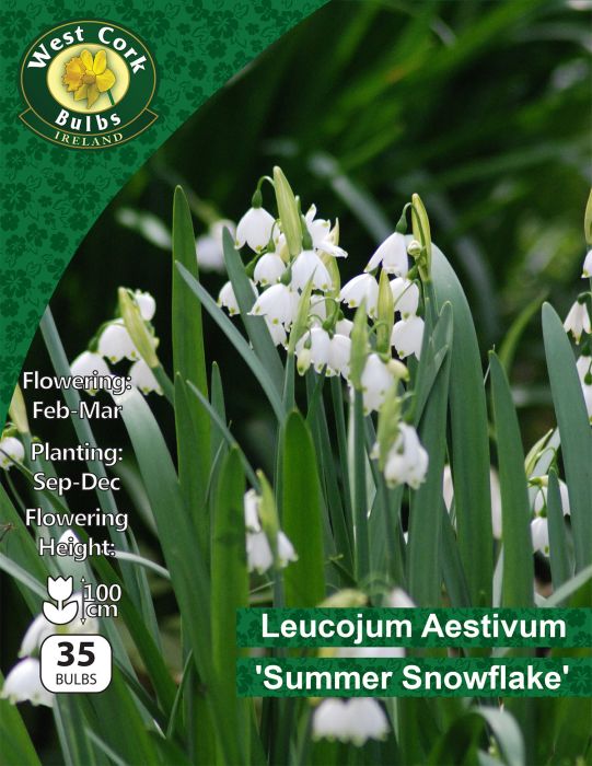 Picture of Leucojum Aestivum "Summer Snowflake" 35 Bulbs