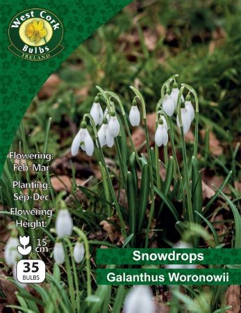 Picture of Snowdrops Galanthus Woronowii 35 Bulbs Pk 5/6