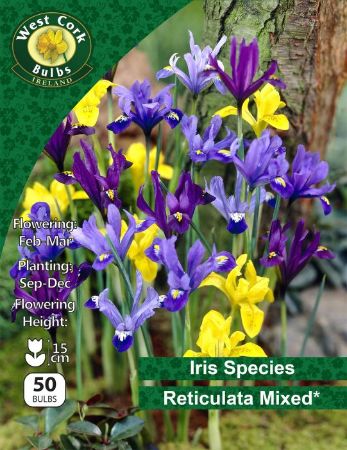 Picture of Iris Reticulata Mixed 50 Bulbs