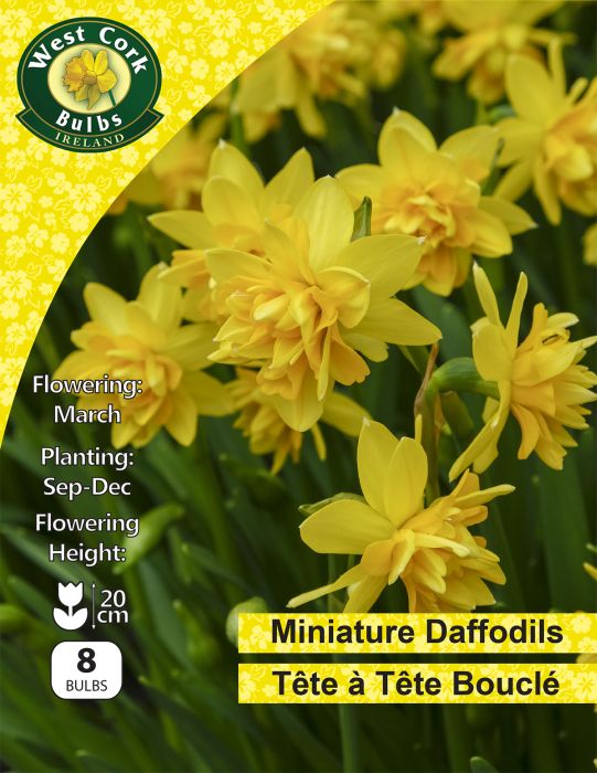 Picture of Daffodil Tete A Tete Boucle 10 Bulbs Packk 10/11