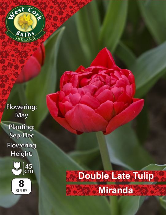 Picture of Double Late Tulip "Miranda" 8 Bulbs 11/12
