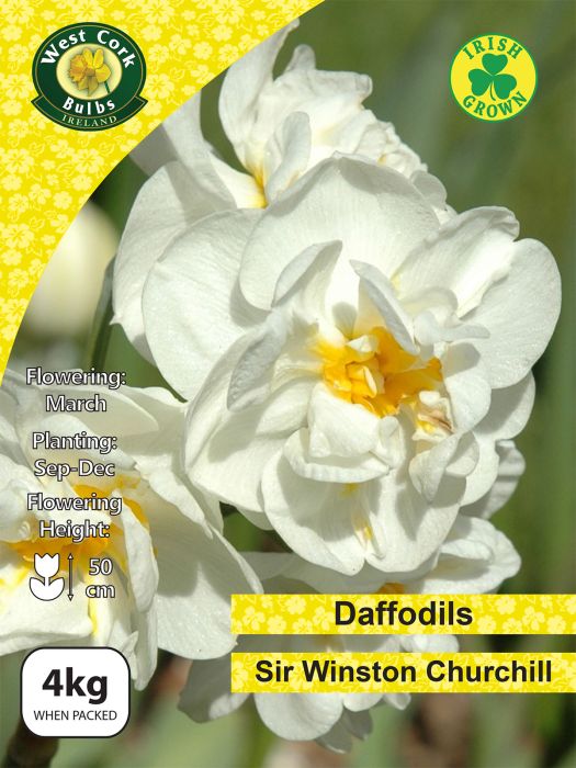 Picture of Winston Churchill Daffodils 4kg Net