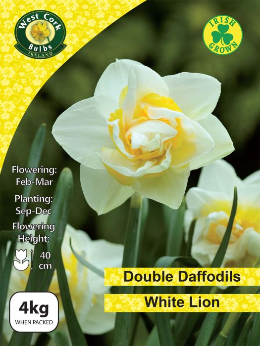 Picture of White Lion Double Daffodils 4kg Net