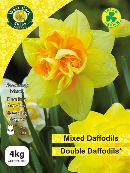 Picture of Mixed Double Daffodils 4kg Net 12/14
