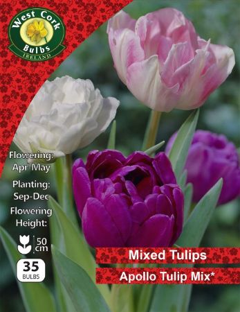 Picture of Apollo Tulip Mix Collection 35 Bulbs