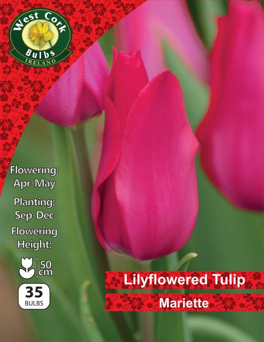 Picture of Lilyflowered Tulip "Mariette" 35 Bulbs