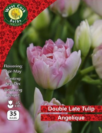 Picture of Double Late Tulip "Angelique" 35 Bulbs 11/12