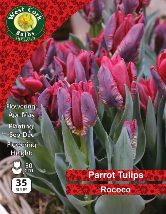 Picture of Parrot Tulips "Rococo" 35 Bulbs 11/12