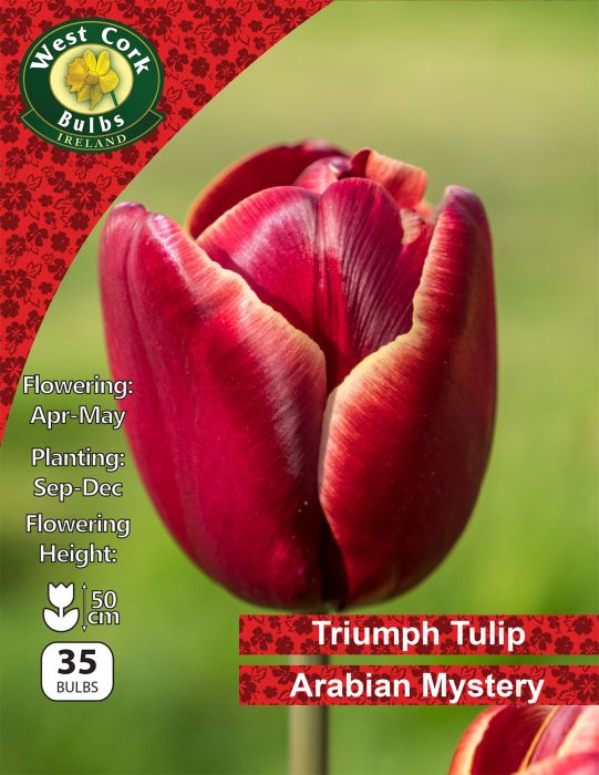Picture of Triumph Tulip Arabian Mystery 35 Bulbs
