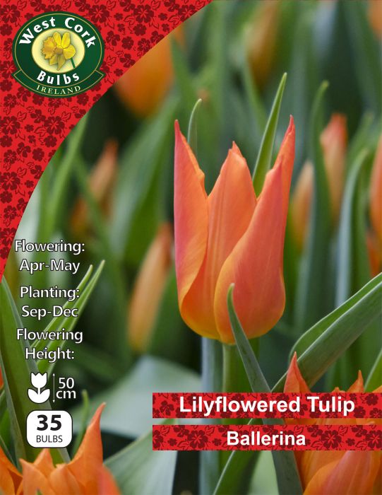Picture of Tulip Lilyflowered Ballerina 35 Bulbs