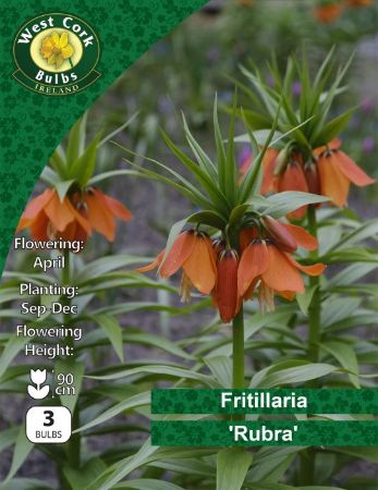 Picture of Fritillaria Imperialis Rubra 3 Bulbs