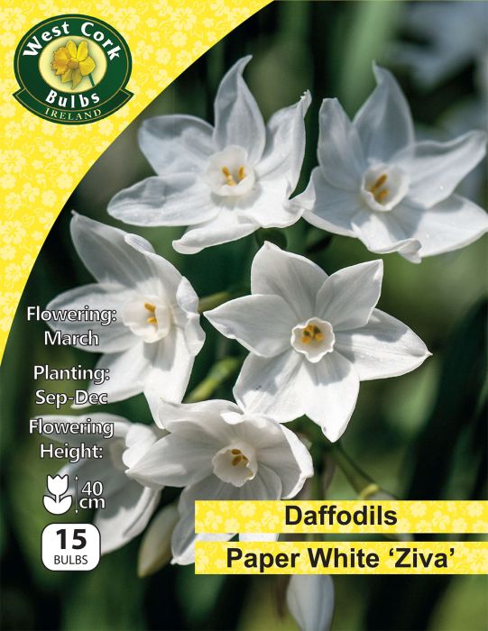 Picture of Daffodils Paperwhite "Ziva" 15 Bulbs Pack