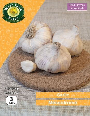 Picture of Garlic Messidrome 3 Bulbs Prepac