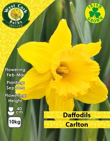 Picture of Carlton Daffodils 10kg Net 12/14
