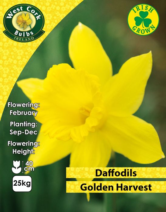 Picture of Golden Harvest Daffodils 25kg Bag