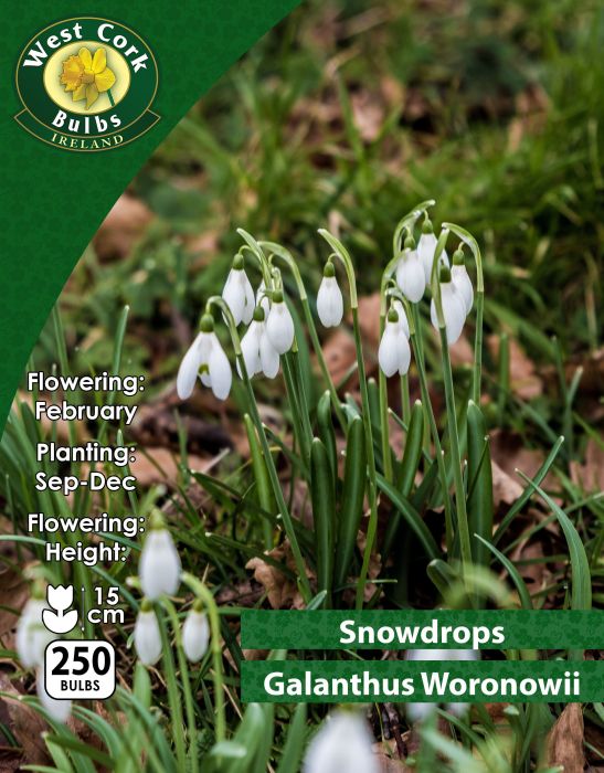 Picture of Snowdrops Galanthus Woronowii 250 Bulbs