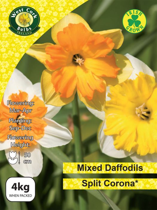Picture of Daffodils Mixed Split Corona 4kg Net