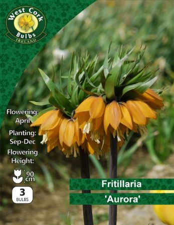 Picture of Fritillaria Imperialis Aurora  3 Bulbs