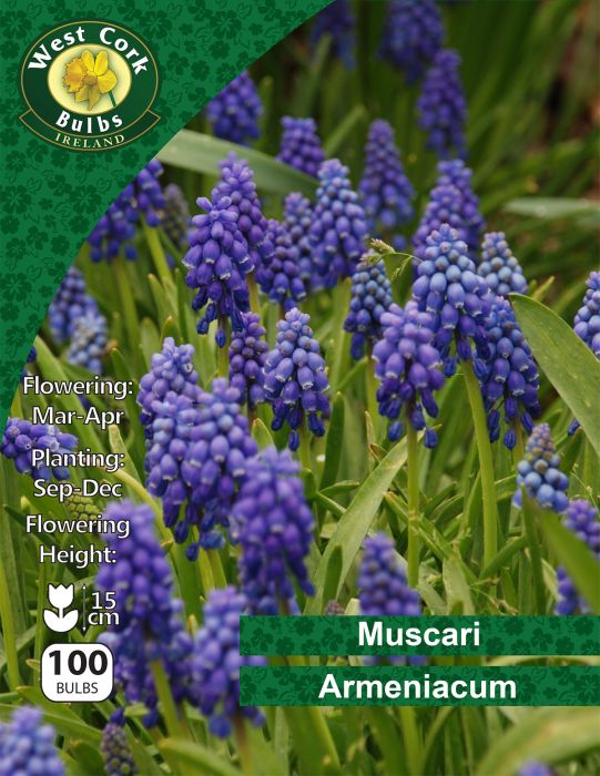 Picture of Muscari Armeniacum 100 Bulbs Pk 5/6