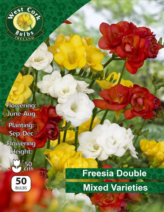 Picture of Freesia Double Flower Mixed Varieties 50 Bulb Pack