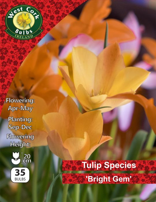 Picture of Wild Tulip Species Batalinii "Bright Gem" 35 Bulbs