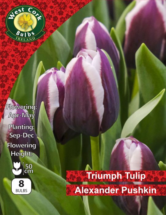 Picture of Triumph Tulip Alexander Pushkin 8 Bulbs