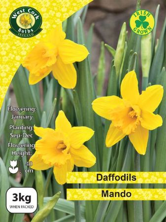 Picture of 3kg Mando Daffodils 