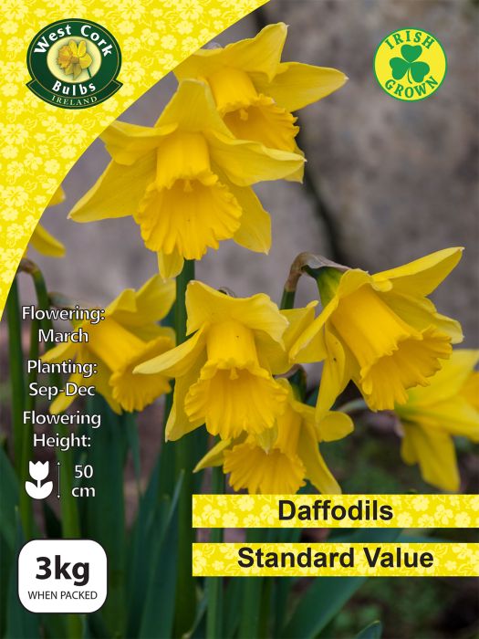 Picture of 3kg Standard Value Daffodils Net