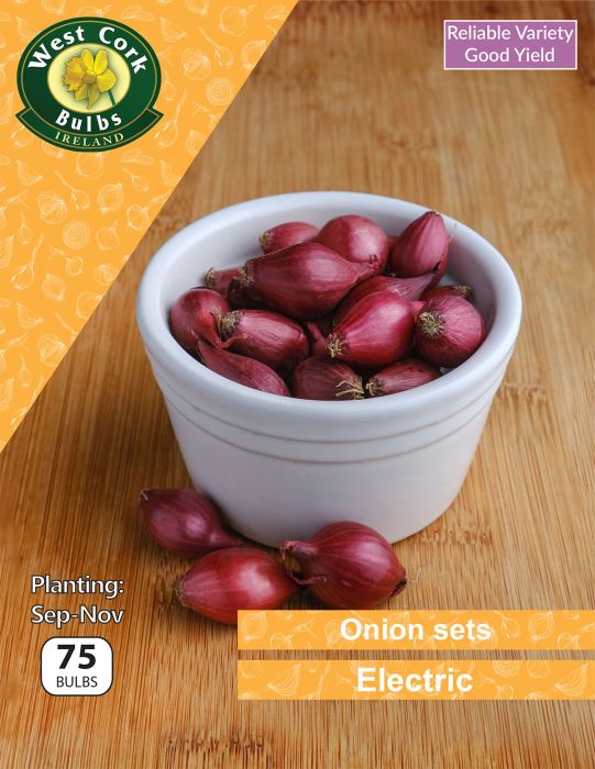 Picture of Onion Sets Electric 75 Bulbs